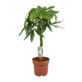 Glückskastanie Pachira Aquatica – Zimmerpflanze – Ø21cm ↕90cm – Symbolische Pflanze – Pflegeleicht – Grünpflanze – Plant