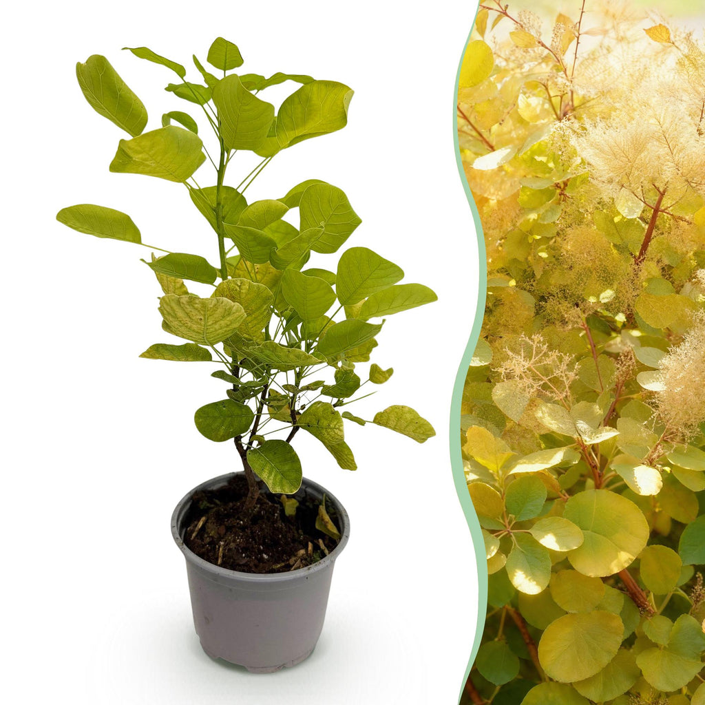 Cotinus coggygria Golden Spirit – Gelbes Laub – 12cm – Höhe ca. 35cm – Laubfallender Perückenstrauch mit gelbem Sommerlaub & orange – Pflegeleicht – Plant
