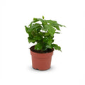 Kaffeepflanze Coffea Arabica Weiß – Pflegeleichte Grünpflanze 12cm – Höhe 15-20cm – Dekorative Kaffeepflanze für Wohnzimmer Büro & Fensterbank – Plant