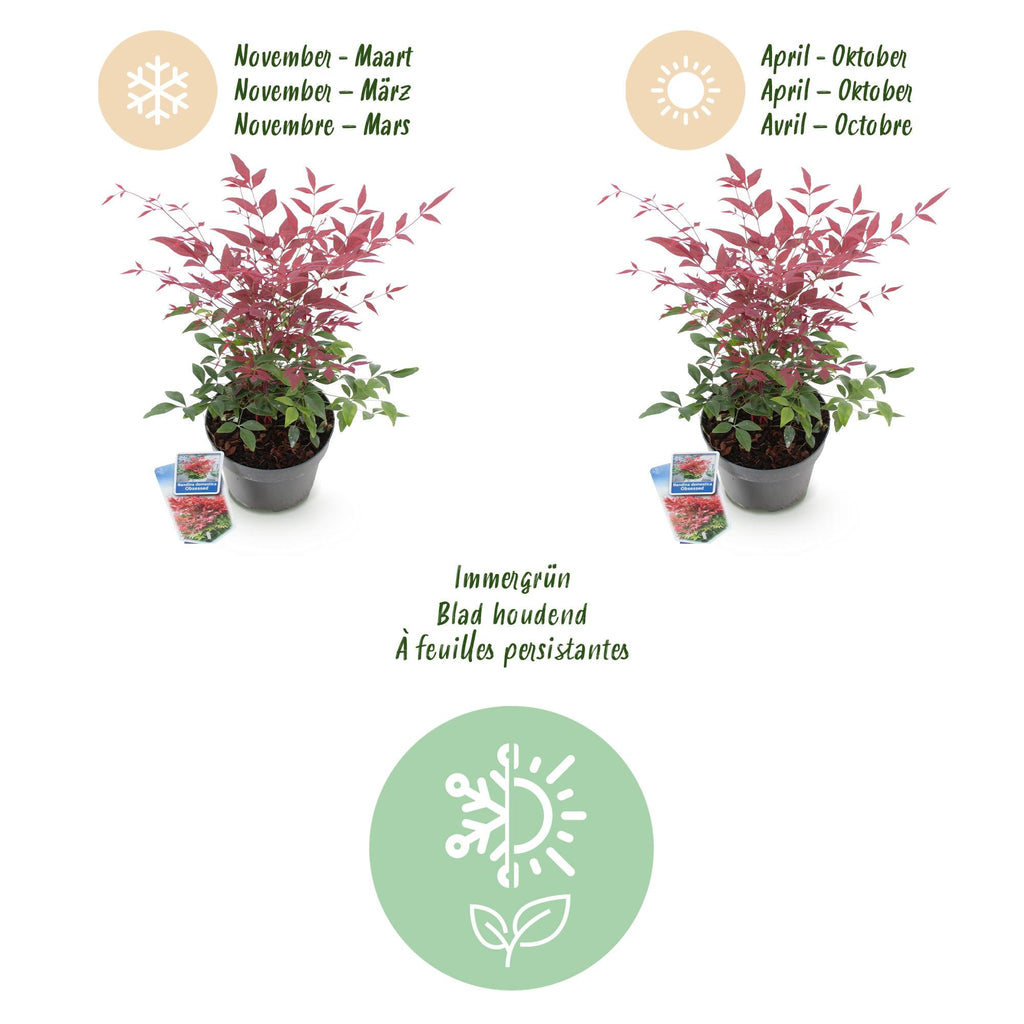Heiliger Bambus Nandina Obsessed – 17cm Höhe ca.45cm – Immergrün & farbintensiv – Rotes Laub für Beet Balkon Terrasse – Pflegeleichter Zierstrauch – Plant