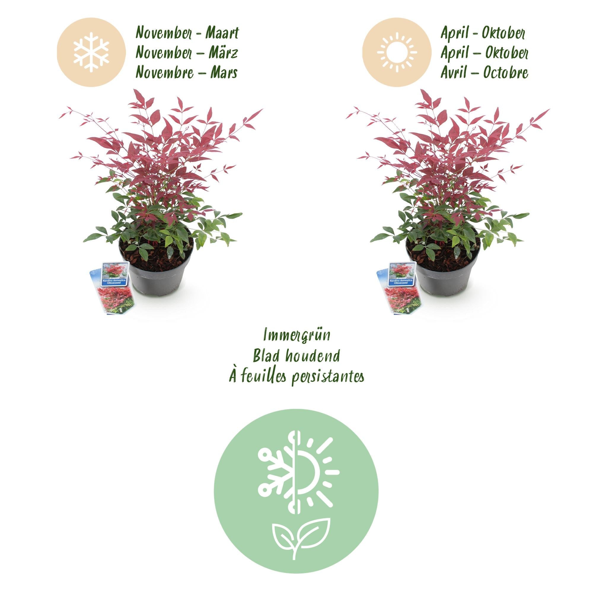 Heiliger Bambus Nandina Obsessed – 17cm Höhe ca.45cm – Immergrün & farbintensiv – Rotes Laub für Beet Balkon Terrasse – Pflegeleichter Zierstrauch – Plant