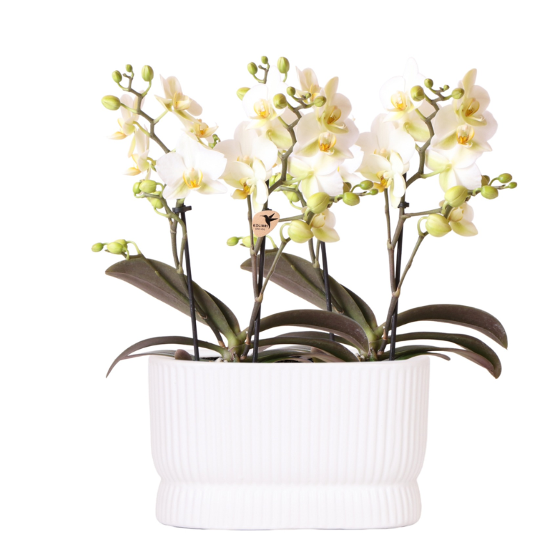 Weiße Lausanne Orchidee Ø9cm 2 Orchideen – Übertopf weiß Diabolo Twin White – üppig blühendes Orchideen Arrangement für Fensterbank & Tisch