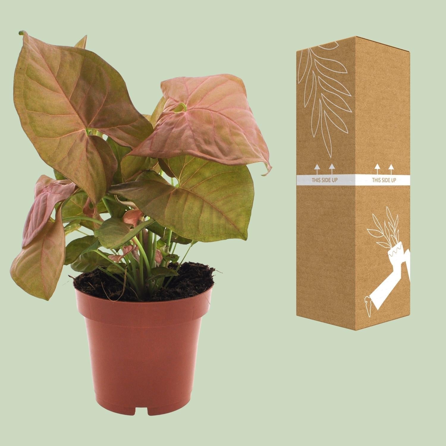 Purpurtute – Syngonium Neon – Pfeilspitzengewächs – Zimmerpflanze – Ø12 cm – ↕25 cm – Halbschatten – Pflegeleicht – Dekorativ – Plant