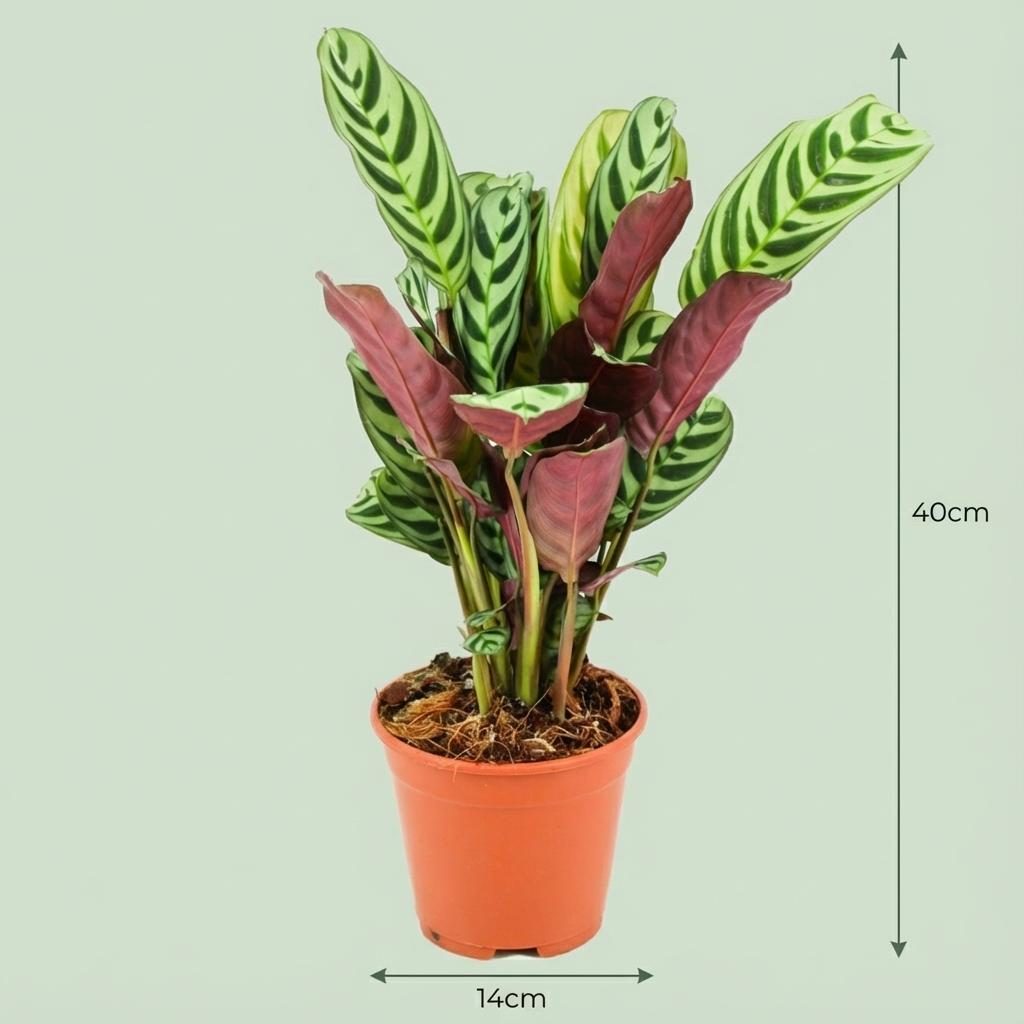Korbmarante Ctenanthe Burle – Marxii Ø14cm Höhe35-40cm – Gebetspflanze mit Fischgrätenmuster – Zimmerpflanze für Wohnraum & Büro – Plant