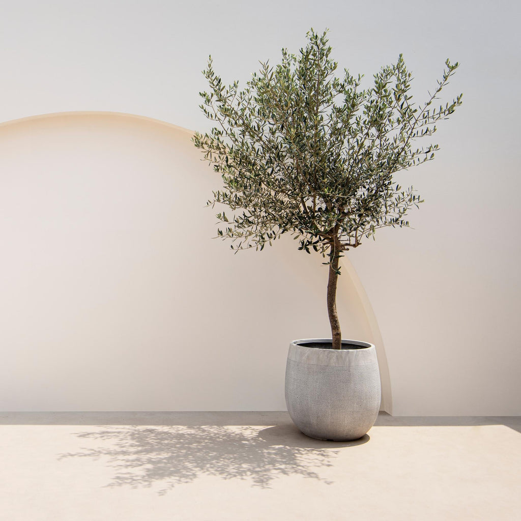 Olea Europaea Olivenbaum auf Stamm – Immergrüne Terrassenpflanze – Pflegeleicht – Ø19cm – Höhe ca. 90cm – Mediterranes Flair für Balkon & Garten – Plant