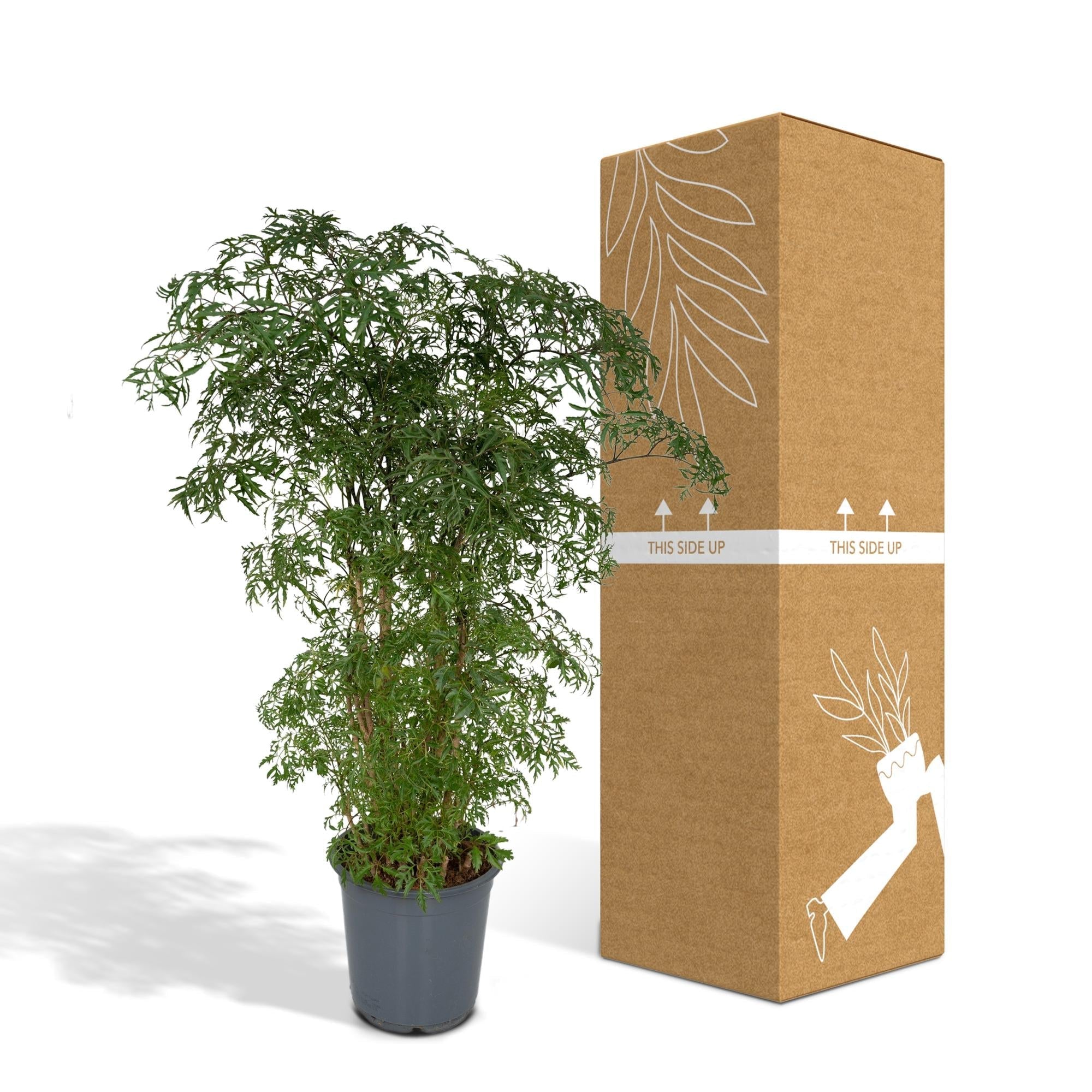 Polyscias Fruticosa – Aralia Zimmerpflanze – Ø21cm – ↕75cm – Tropische Grünpflanze mit feinem, filigranen Laub – Pflegeleicht & luftreinigend – Plant