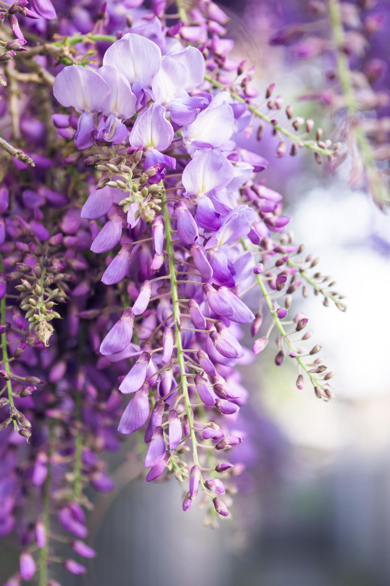 Blauregen – Wisteria floribunda 'Naga Noda' – Purpurner Regen – Ø15cm ↕65cm – Plant