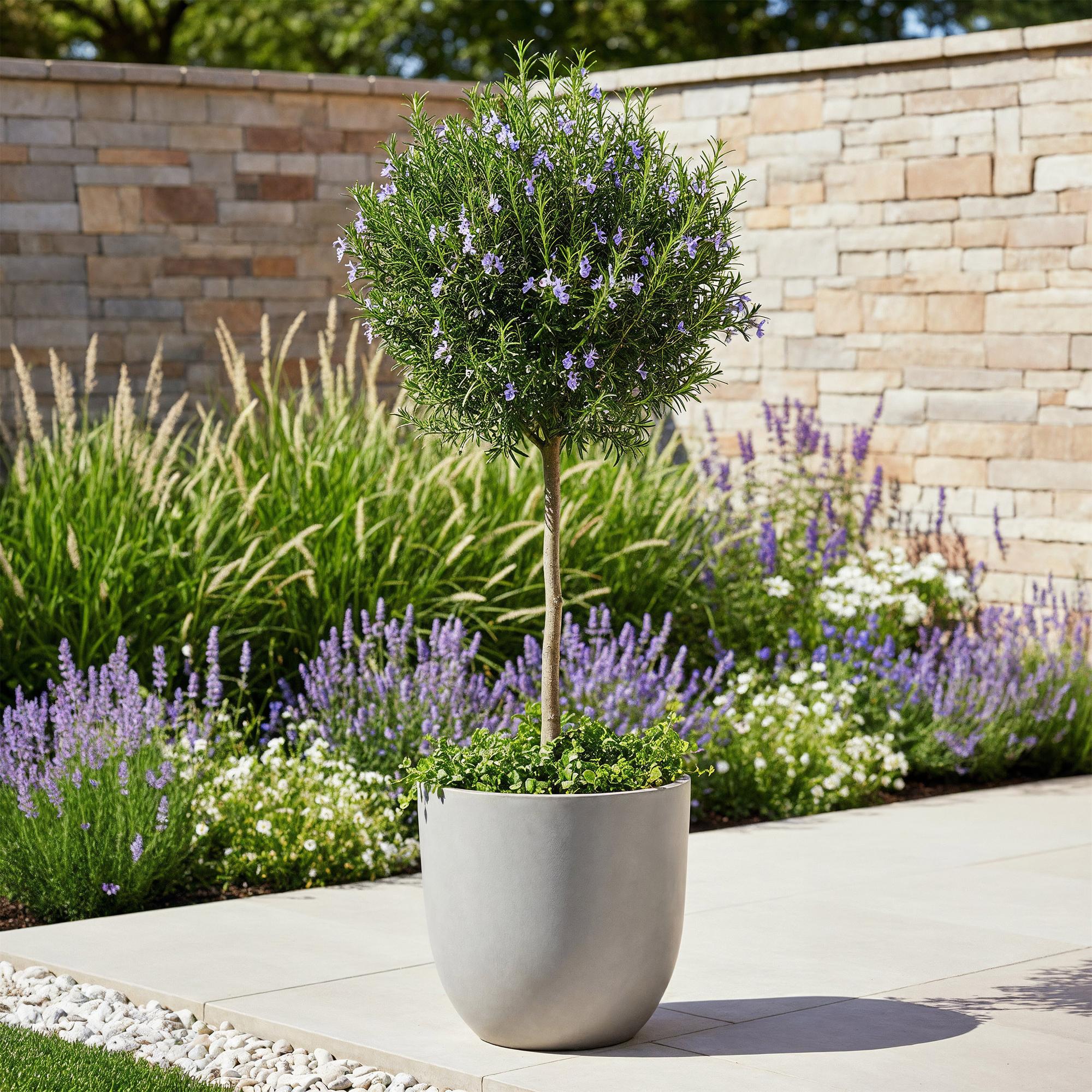Rosmarin Rosmarinus officinalis – 19cm Höhe ca.90cm – Immergrün & winterhart – Lila Blüte – Aromatische Kräuterpflanze – Plant