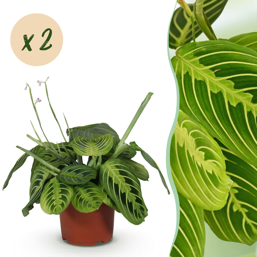 Maranta Fascinator Lemon Lime – 2 Pflanzen – Ø12cm Höhe30-35cm – Pfeilwurz Gebetspflanze mit gelber Blattaderung – Haustierfreundliche Zimmerpflanze