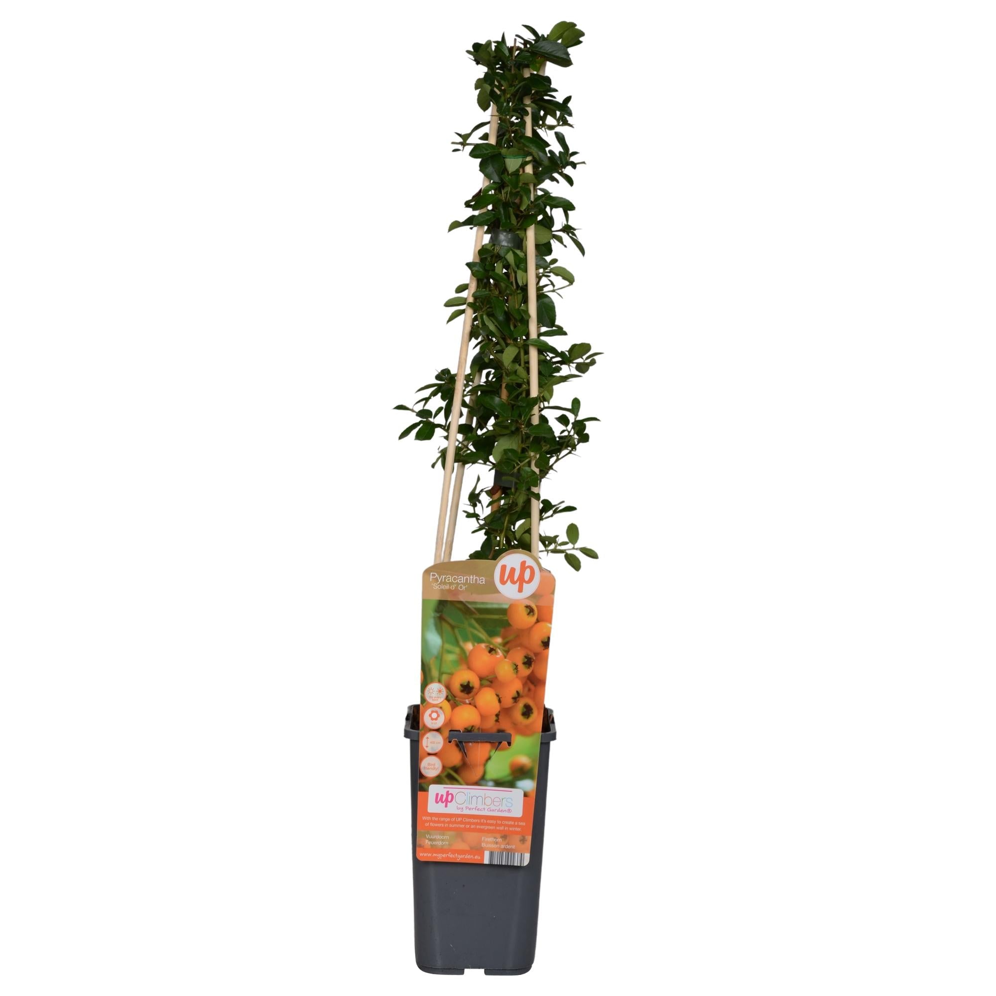 Feuerdorn – Pyracantha 'Soleil d’Or' – Ø15cm ↕65cm – Immergrüner Strauch mit gelben Beeren – Winterhart & vogelfreundlich – Plant