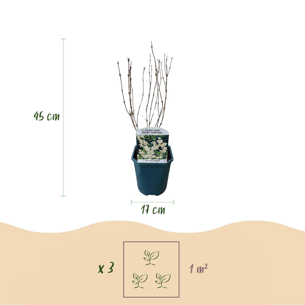 Deutzia Gracilis – Zierlicher Strauch – Blüte Weiß – Bienen – & Schmetterlingsfreundlich – 17cm x H45cm – pflegeleicht – Plant