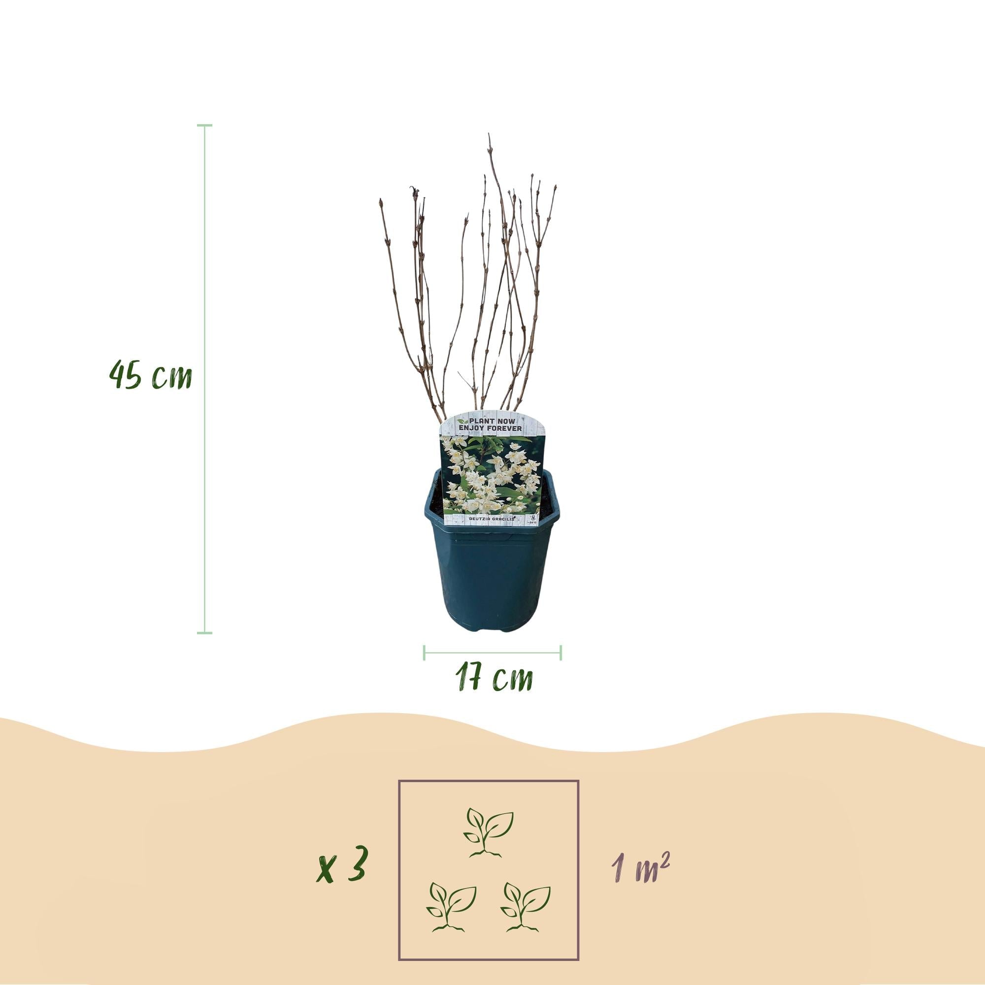 Deutzia Gracilis – Zierlicher Strauch – Blüte Weiß – Bienen – & Schmetterlingsfreundlich – 17cm x H45cm – pflegeleicht – Plant