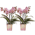 Phalaenopsis Orchideen Treviso – altrosa Blüten – Ø9cm – Blühende Zimmerpflanzen – Frisch vom Züchter – Elegante Deko & Geschenkidee – Plant