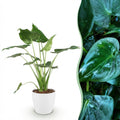 Alocasia Cucullata Buddha – Hand Zimmerpflanze mit weißem Topf Ø21cm Höhe 65-70cm Pflegeleichte exotische Grünpflanze für Wohnzimmer Büro Schlafzimmer