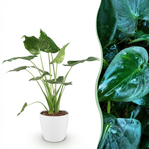 Alocasia Cucullata Buddha – Hand Zimmerpflanze mit weißem Topf Ø21cm Höhe 65-70cm Pflegeleichte exotische Grünpflanze für Wohnzimmer Büro Schlafzimmer