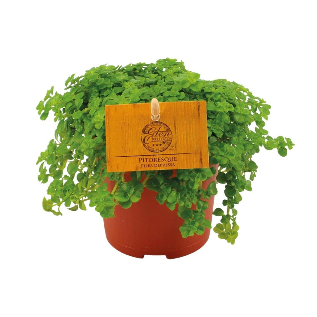 Kanonierblume – Pilea depressa – Ø10,5cm – ↕15cm – Zimmerpflanze – Pflegeleicht & luftreinigend – Kompakte Grünpflanze für Innenräume – Plant