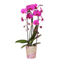 Phalaenopsis Orchidee Freeride – Ø12cm – Violett/Lila-rosa blühende Zimmerpflanze – Niagara Fall Kollektion – Blühende Orchidee frisch vom Züchter – Plant