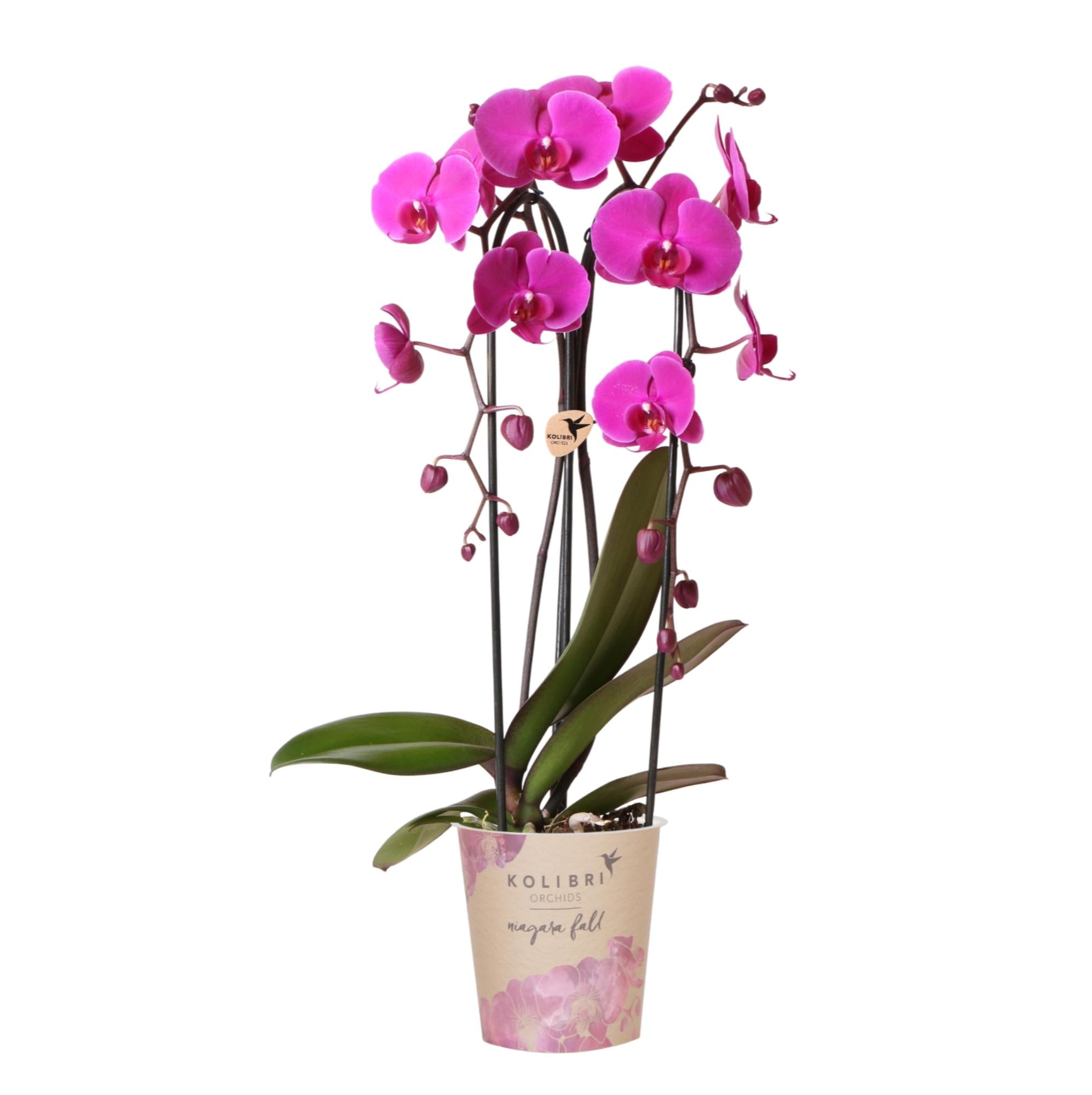 Phalaenopsis Orchidee Freeride – Ø12cm – Violett/Lila-rosa blühende Zimmerpflanze – Niagara Fall Kollektion – Blühende Orchidee frisch vom Züchter – Plant