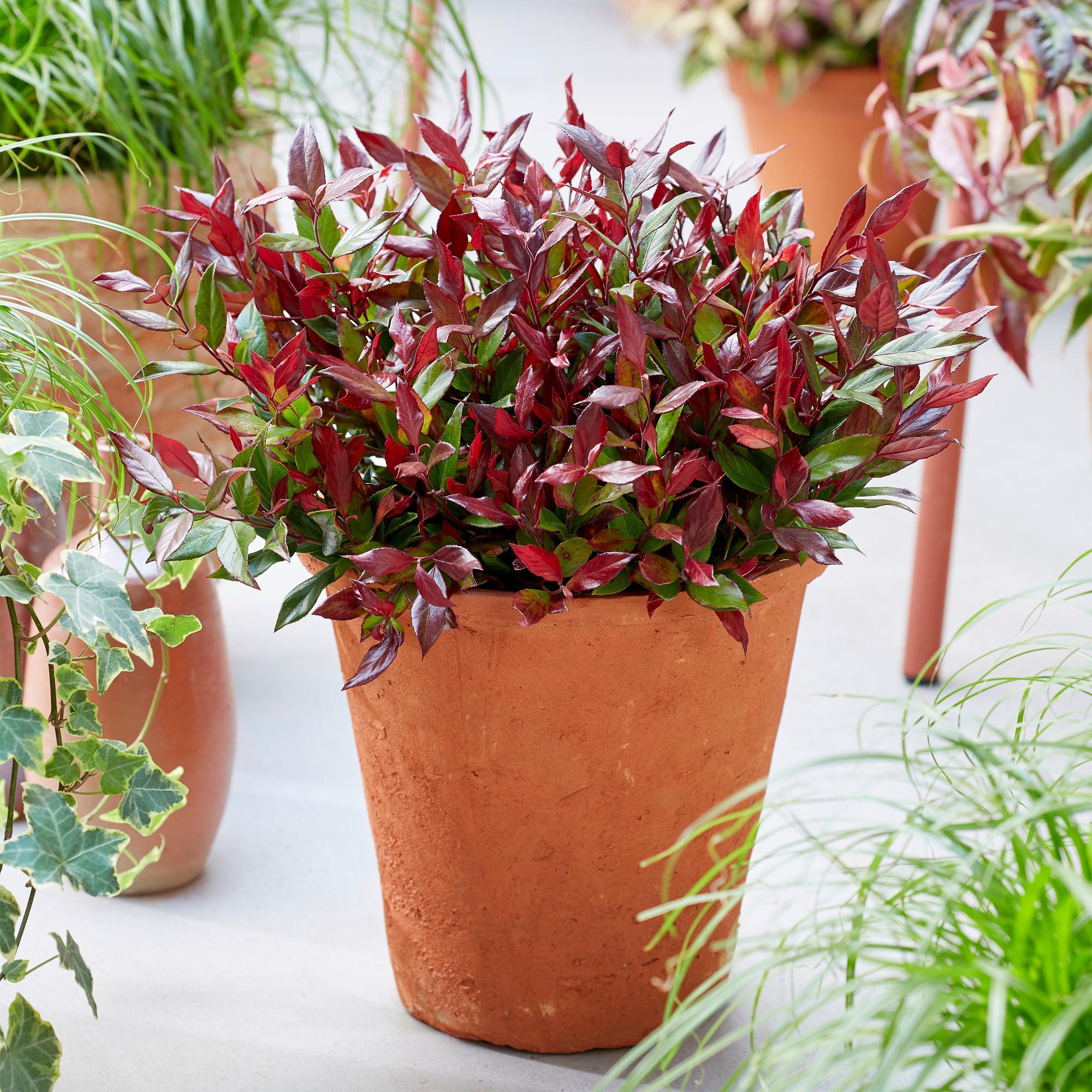 Traubenheide Leucothoe Little Flame – 17cm Höhe ca.40cm – Immergrün & farbwechselnd – Rotes Herbstlaub – Pflegeleichter dekorativer Zierstrauch – Plant
