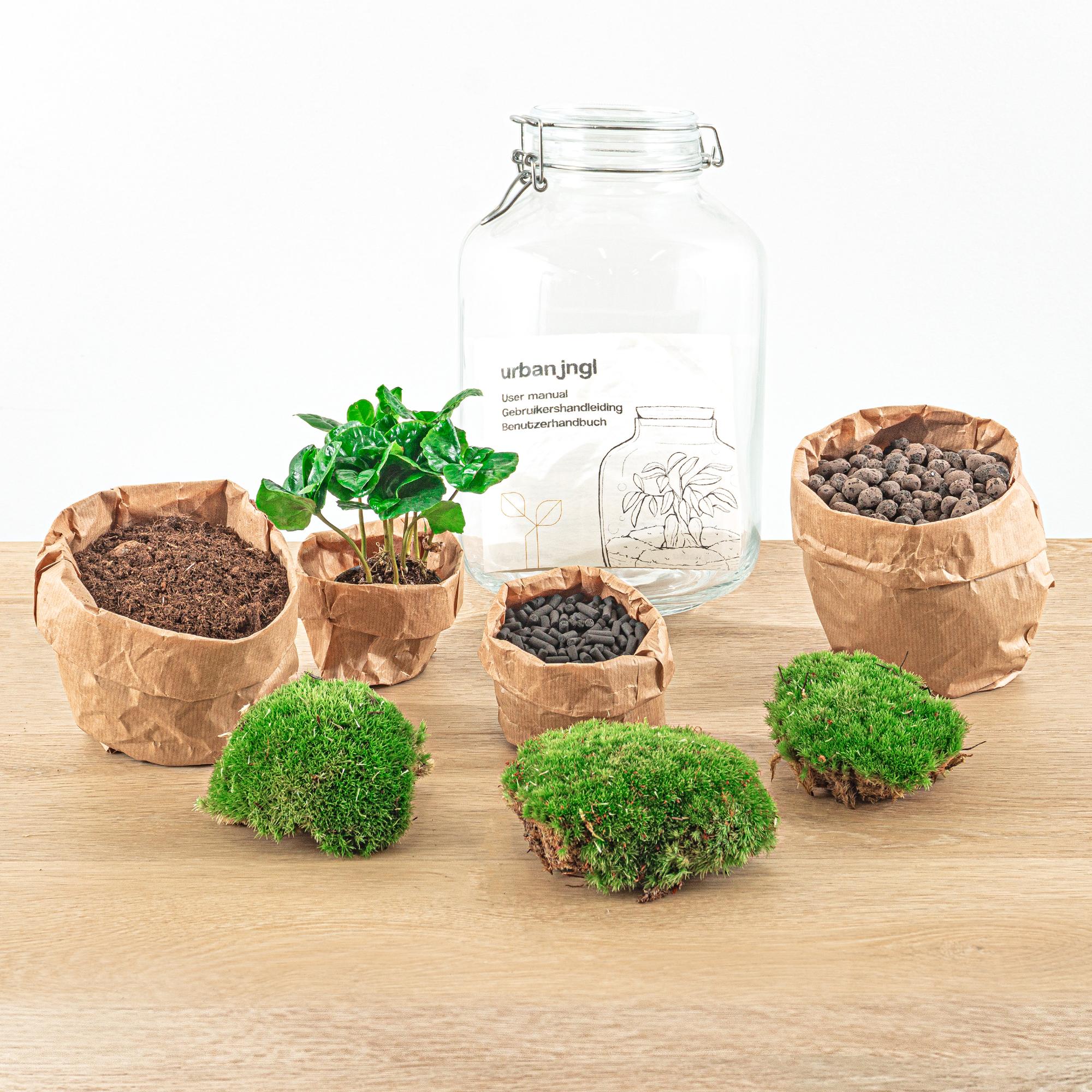 Flaschengarten Coffea Arabica – DIY Bausatz Terrarium – ↕28cm – Do It Yourself Pflanzen – Set – Autarkes Mini – Für Wohnung & Büro – Plant