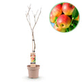 Apfelbaum Malus domestica Jonagold – Gelbgrüner Apfel – Obstbaum im Ø21cm – Höhe ca. 90cm – Süß – saurer Geschmack – Pflegeleicht & gesund – Plant