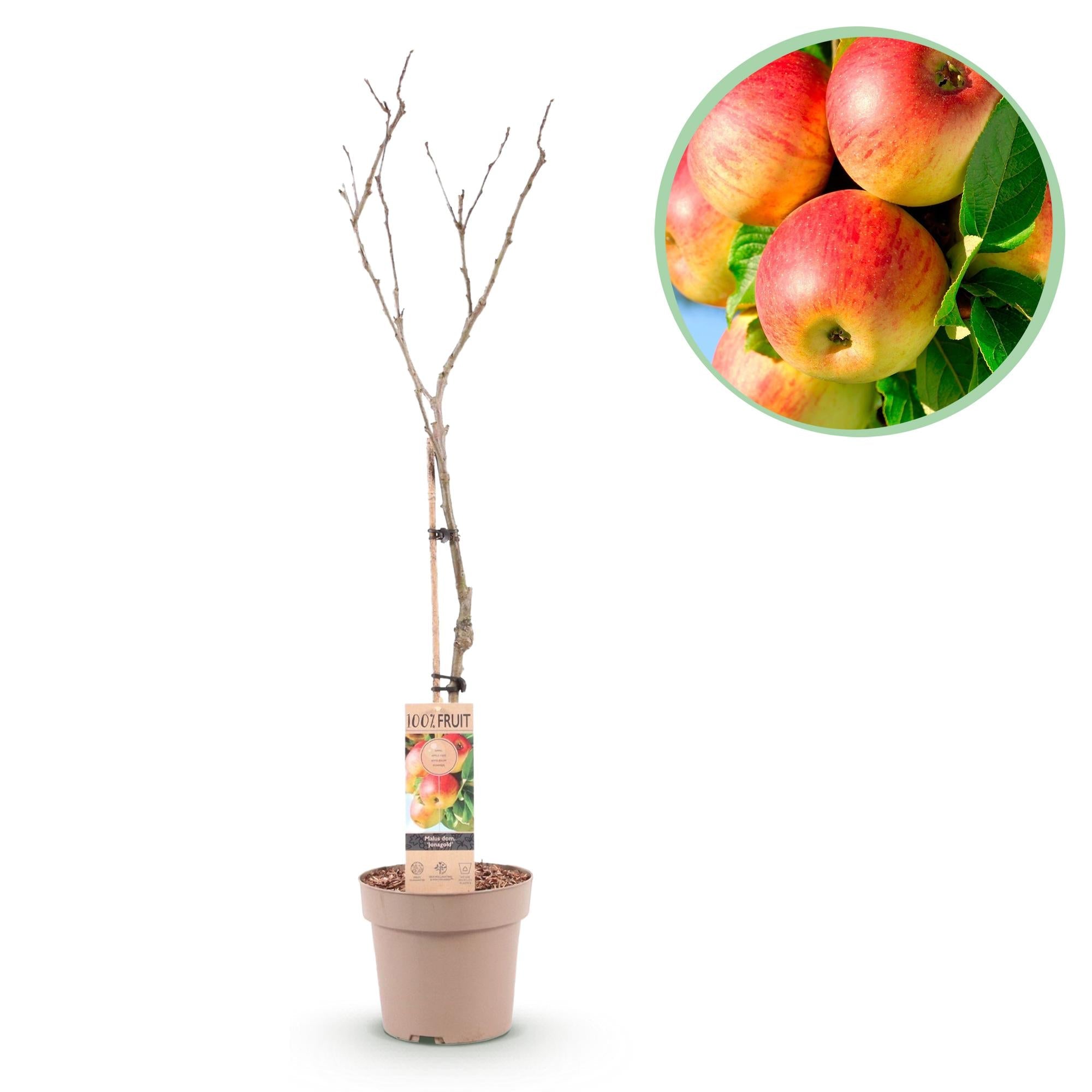 Apfelbaum Malus domestica Jonagold – Gelbgrüner Apfel – Obstbaum im Ø21cm – Höhe ca. 90cm – Süß – saurer Geschmack – Pflegeleicht & gesund – Plant