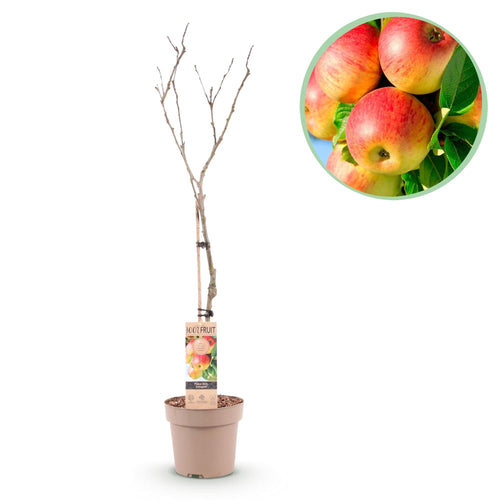 Apfelbaum Malus domestica Jonagold – Gelbgrüner Apfel – Obstbaum im Ø21cm – Höhe ca. 90cm – Süß – saurer Geschmack – Pflegeleicht & gesund – Plant