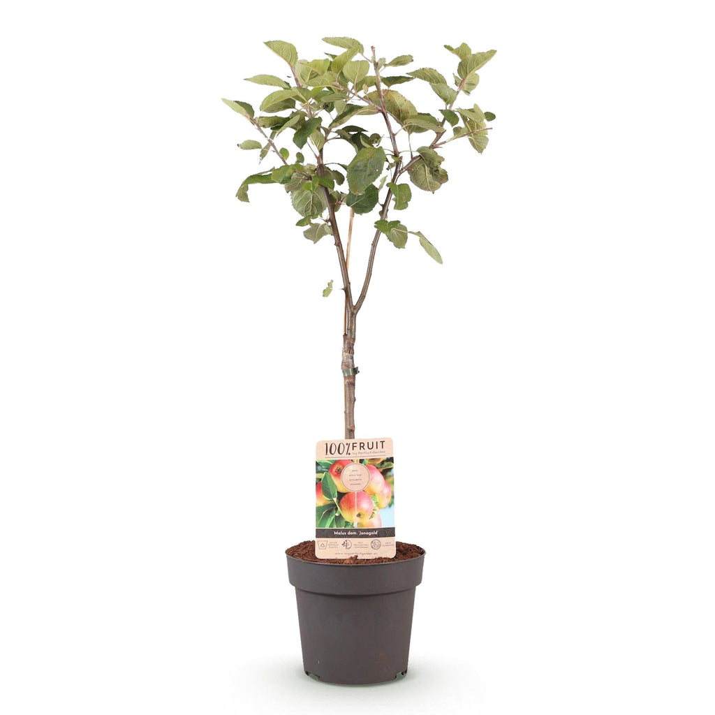 Apfelbaum Malus domestica Jonagold – Gelbgrüner Apfel – Obstbaum im Ø21cm – Höhe ca. 90cm – Süß – saurer Geschmack – Pflegeleicht & gesund – Plant