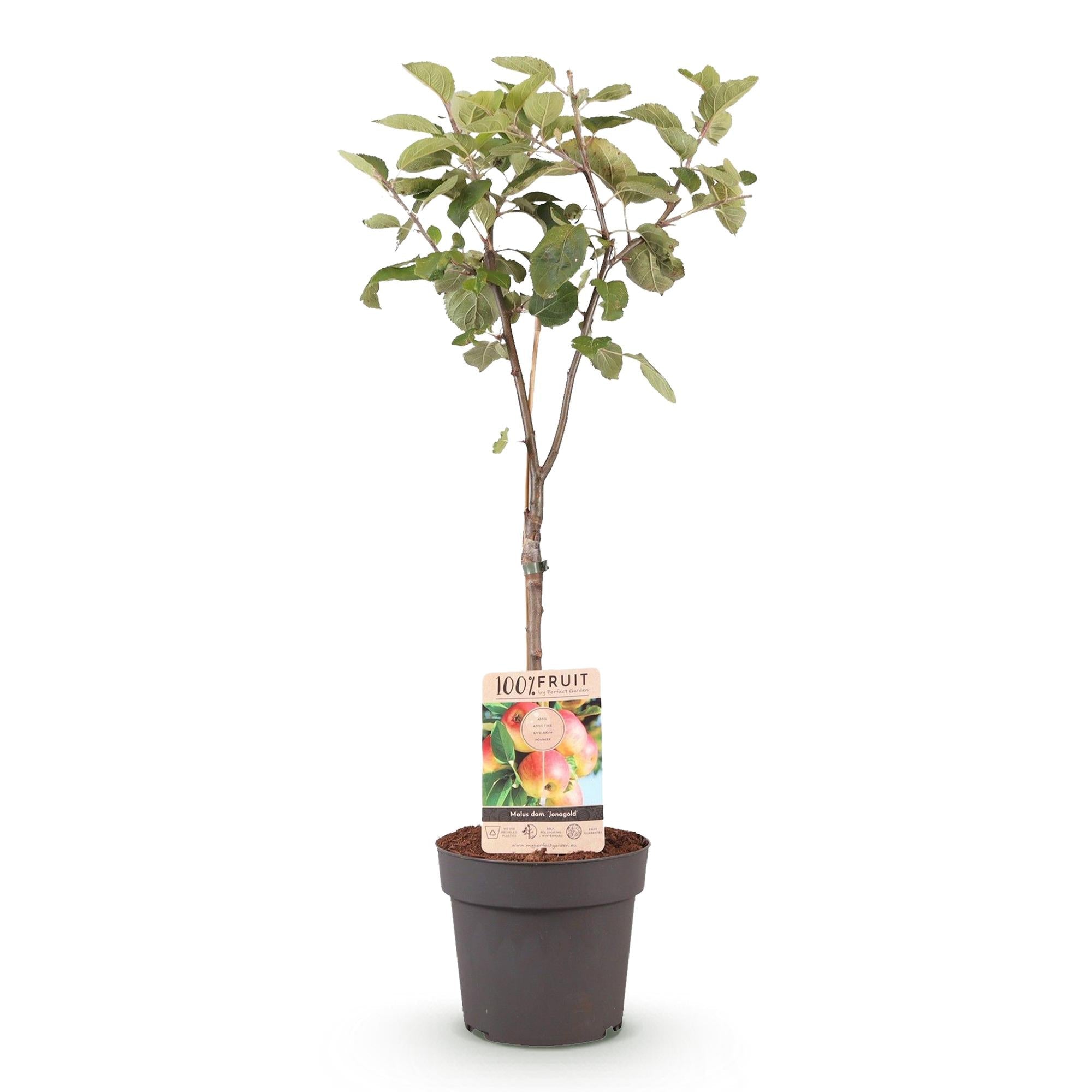 Apfelbaum Malus domestica Jonagold – Gelbgrüner Apfel – Obstbaum im Ø21cm – Höhe ca. 90cm – Süß – saurer Geschmack – Pflegeleicht & gesund – Plant