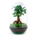 Flaschengarten Egg XL Bonsai – DIY Bausatz Terrarium – ↕30cm – Do – It – Yourself Pflanzen – Set im Glas mit Korkdeckel – Autarkes Mini – Ökosystem – Plant