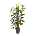 Baumfreund – Philodendron Pedatum – Zimmerpflanze – Ø24cm – ↕120cm – Pflegeleicht – Halbschatten – Üppiges grünes Laub – Plant