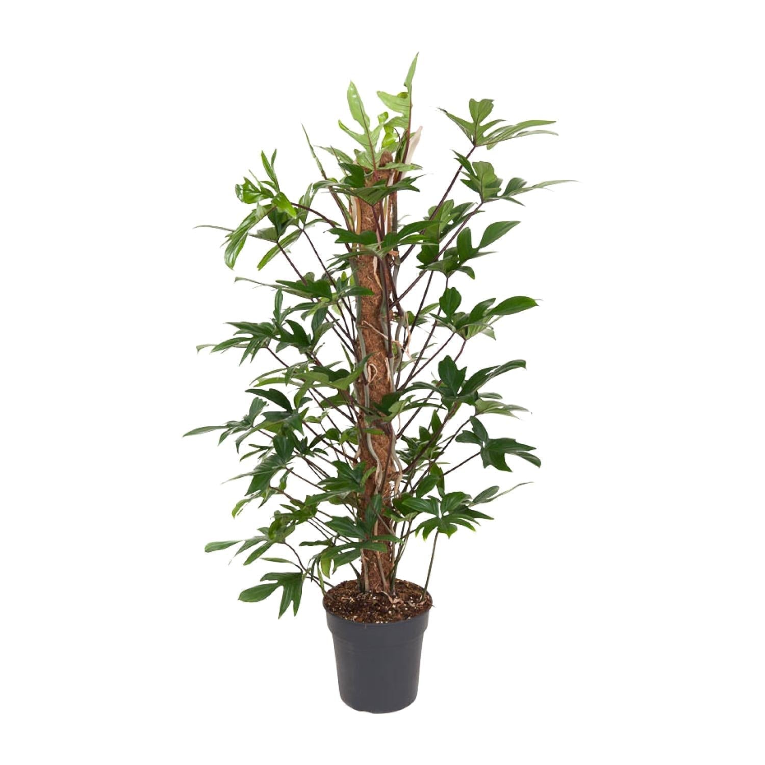 Baumfreund – Philodendron Pedatum – Zimmerpflanze – Ø24cm – ↕120cm – Pflegeleicht – Halbschatten – Üppiges grünes Laub – Plant