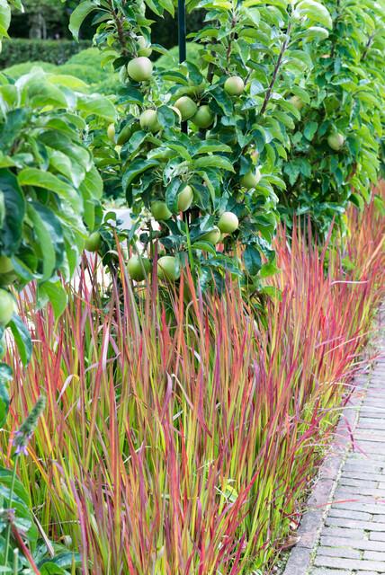 Japanisches Blutgras Imperata cylindrica 'Red Baron' – ↕10-25cm – Ø9cm – Winterhartes Ziergras mit roten Blattspitzen – Plant