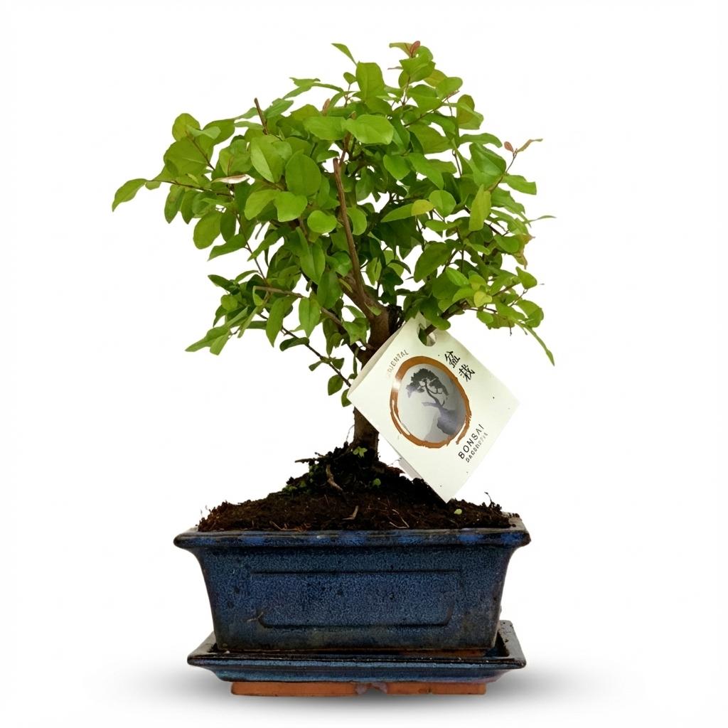 Bonsai Baum mit kugelförmiger Krone Höhe 25-30cm – Klassischer Miniaturbaum in dekorativer Keramikschale – Elegante Zimmerpflanze für Wohnraum & Büro – Plant