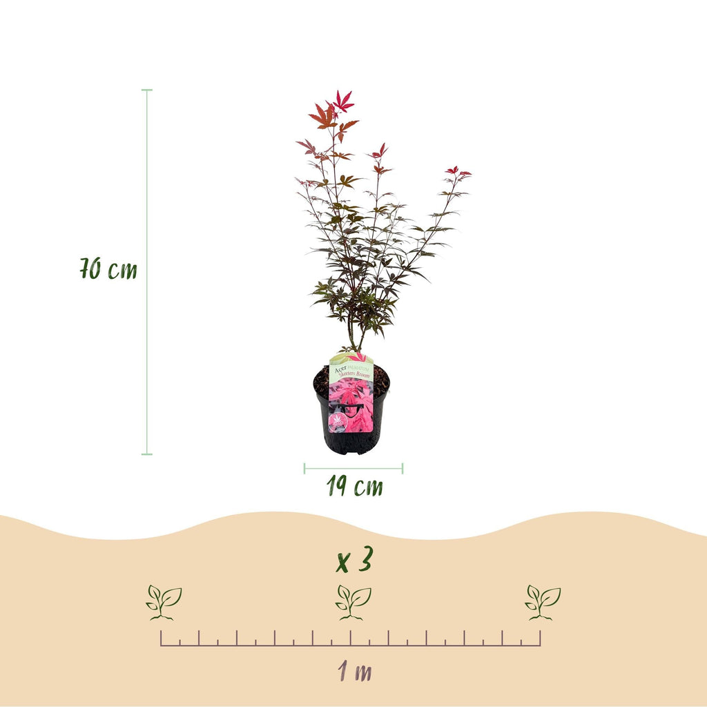 Japanischer Ahorn Acer palmatum 'Skeeter’s Broom' – Lila – Balkon – & Gartenpflanze – Ø19cm – Ca. 70cm hoch – Plant