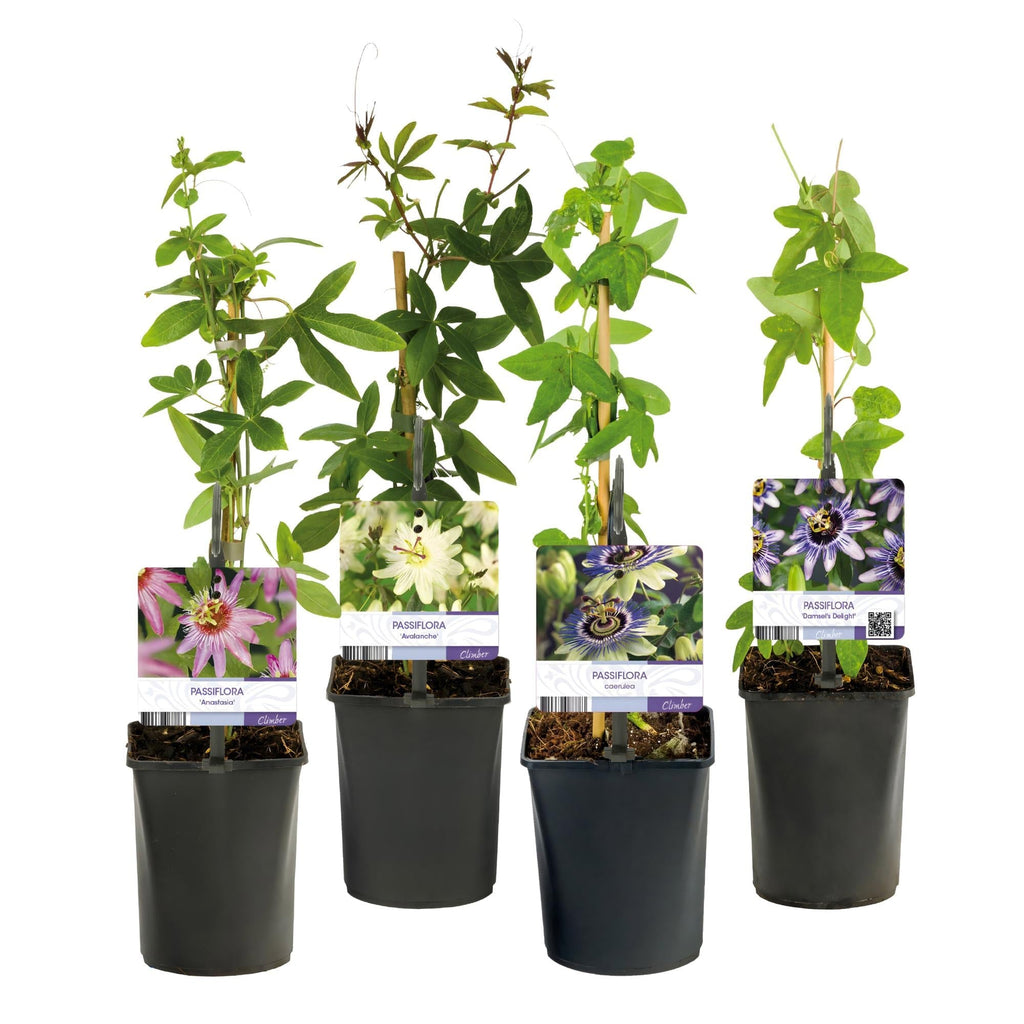 Passionsblume Passiflora Rainbow – 4 Pflanzen 11cm – ca. 40cm hoch – Exotische Kletterpflanze mit rosa, weißen & lila Blüten – Plant