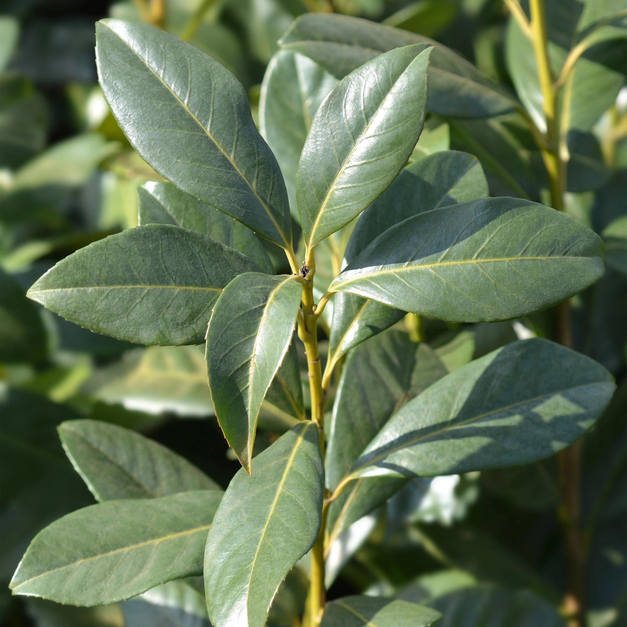 Kirschlorbeer Prunus laurocerasus Caucasica – Immergrün – 8 Pflanzen für 1m Hecke – Schnellwachsende & winterharte Heckenpflanze – Ø9cm Höhe 30-35cm – Plant