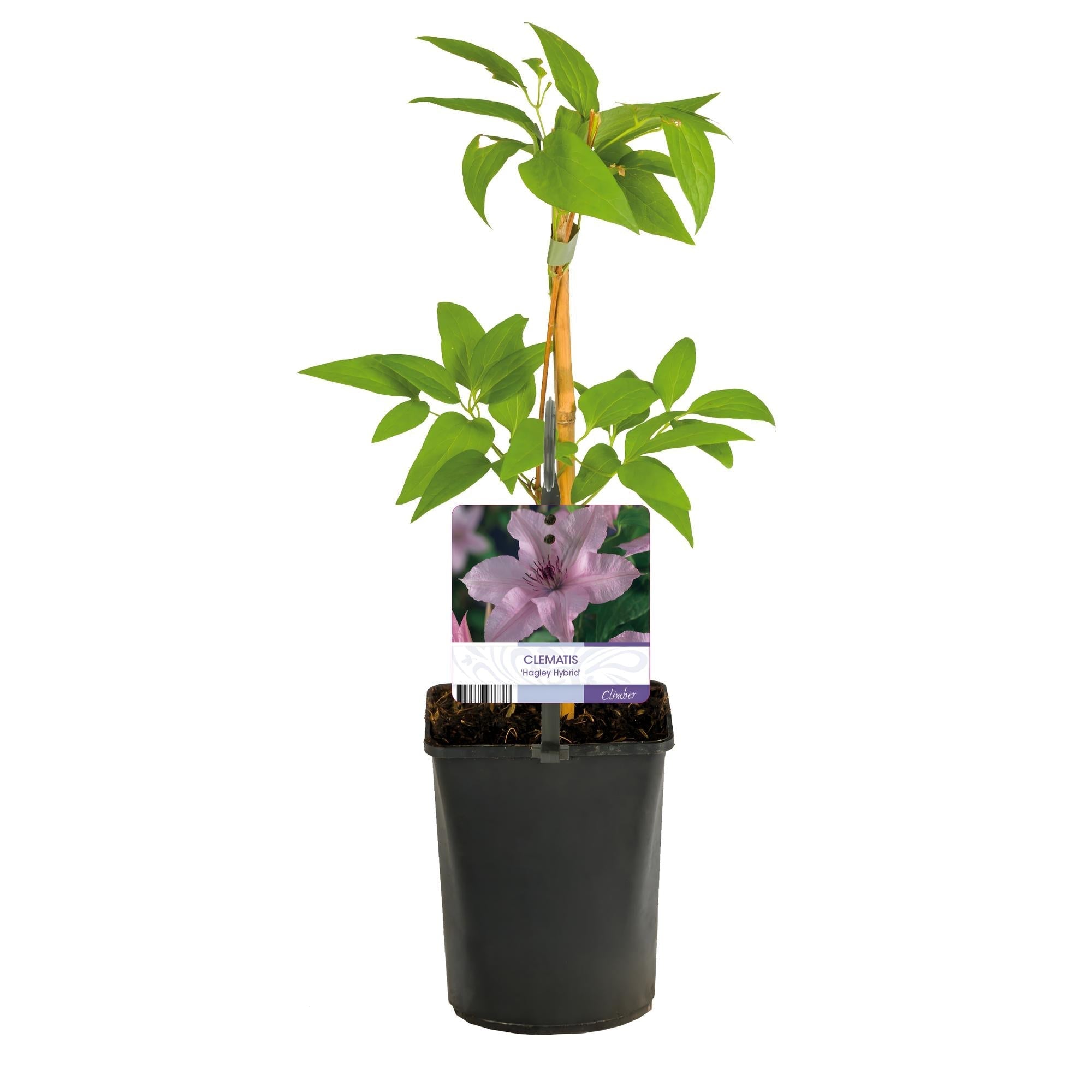 Kletterpflanze Clematis Hagley Hybrid – Rosa Blüten – Wenig Pflege – 2 Pflanzen – 11cm Höhe 40cm – Für Garten, Balkon & Pergolen – Plant
