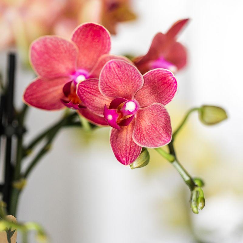 Pflanzenset Rote Phalaenopsis – Orchidee Congo & Sukkulenten – Inklusive keramische Berry Ziertöpfe – Blühende Zimmerpflanzen – Frisch vom Züchter – Plant