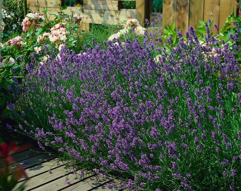 Lavendel Lavandula angustifolia 'Munstead' – ↕10-25cm – Ø9cm – Kompakter Duft – Plant
