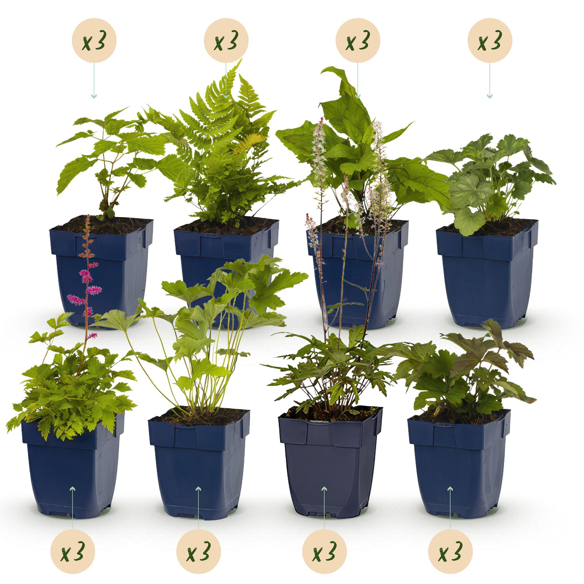 Staudenset Schatten – 24 schattenliebende Stauden für ca. 3m² – Verschiedene Farben & Blütezeiten – Pflegeleichtes Set für schattige Gartenbereiche – Plant