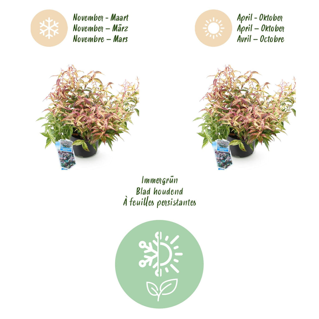 Traubenheide Leucothoe Makijaz – 17cm Höhe ca.45cm – Immergrün & farbintensiv – Braun – grünes Laub – Pflegeleichter dekorativer Zierstrauch – Plant