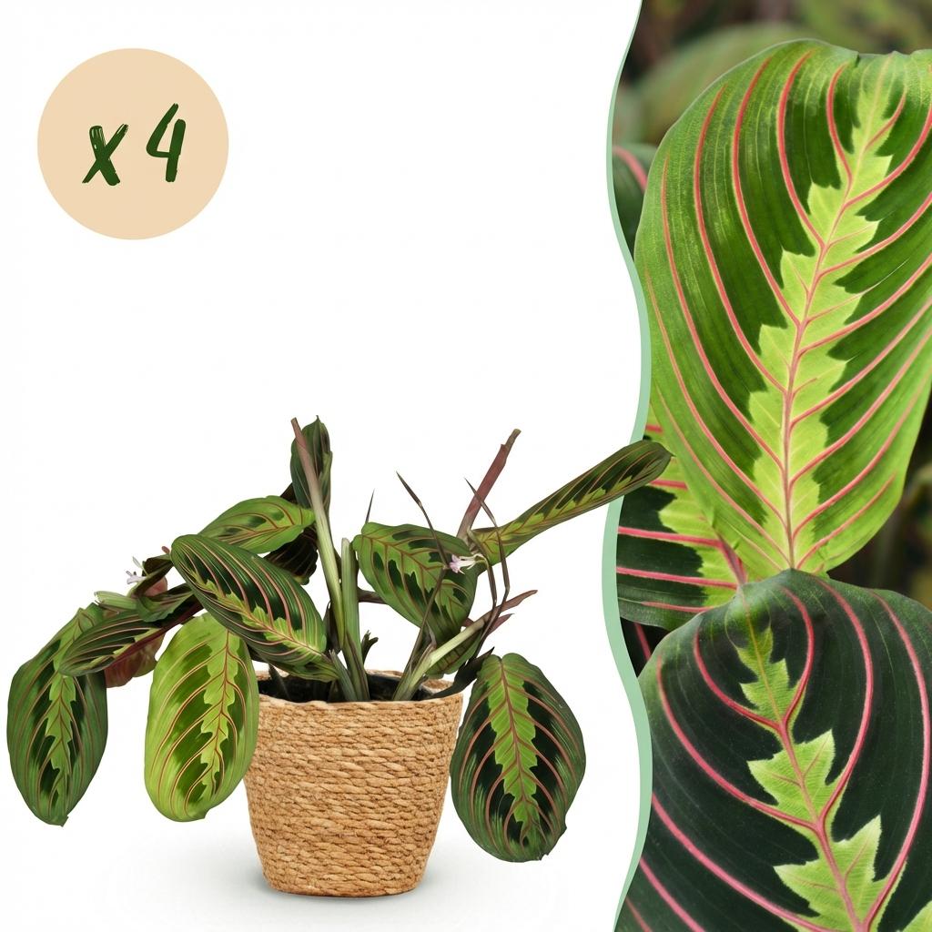 Maranta Fascinator Tricolour Gebetsblatt – 2er Set Zimmerpflanze im Korb Ø12cm Höhe25cm – Haustierfreundliche Grünpflanze – Pflegeleicht