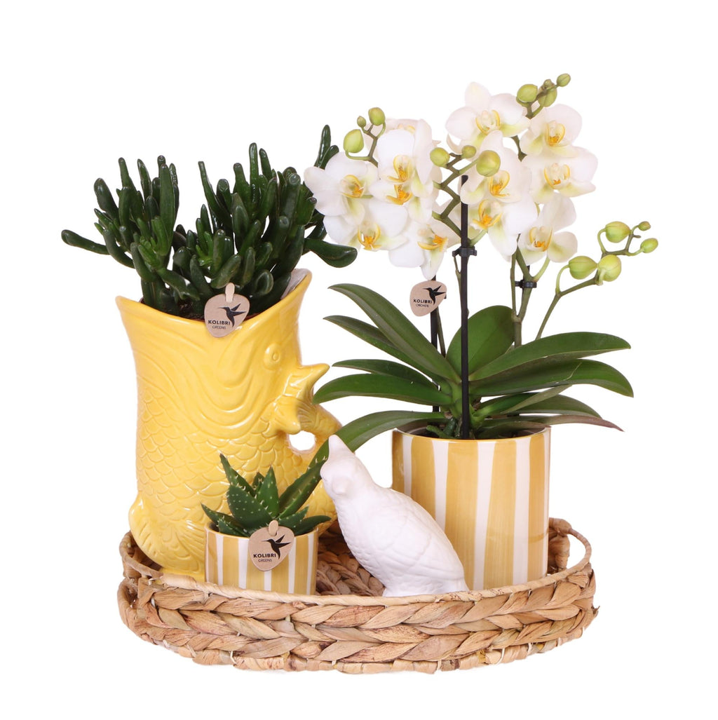 Mediterranean Sunset Geschenkset – Pflanzenset mit weißer Orchidee Lausanne & 2 Sukkulenten – In gelben Ziertöpfen & Korbtablett – Plant
