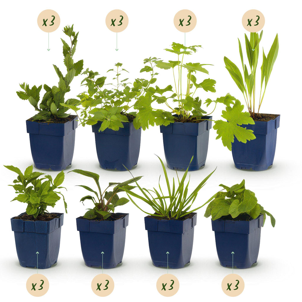 Staudenset Bienen – & Schmetterlingsfreundlich – 24 Stauden – Für 3 m² – Bunte Blütenpracht – Pflegeleicht – Ø11cm – Biodiverser Garten – Plant
