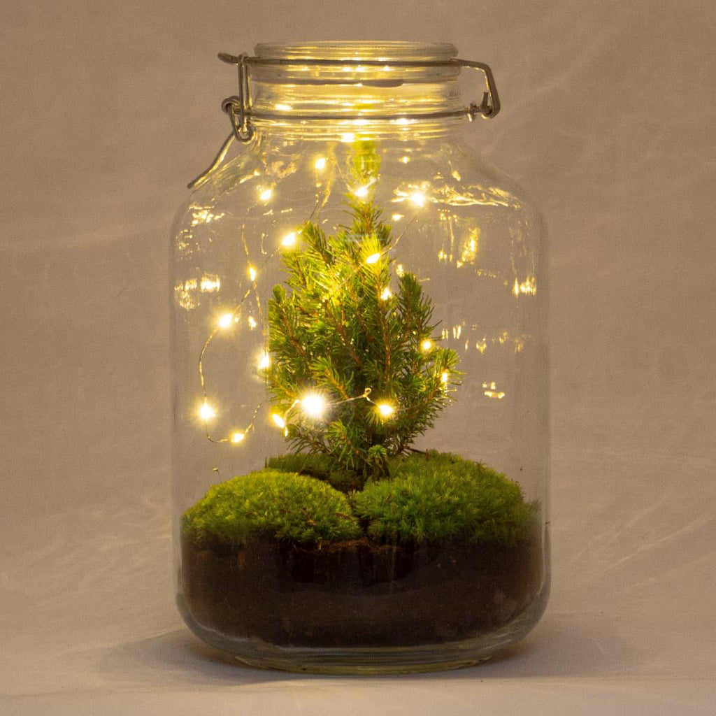 Flaschengarten Christmas – DIY Bausatz Terrarium – ↕28cm – Do – It – Yourself Weihnachts – Terrarium – Mit Mini – Weihnachtsbaum & Moos – Plant