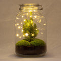 Flaschengarten Christmas – DIY Bausatz Terrarium – ↕28cm – Do – It – Yourself Weihnachts – Terrarium – Mit Mini – Weihnachtsbaum & Moos – Plant