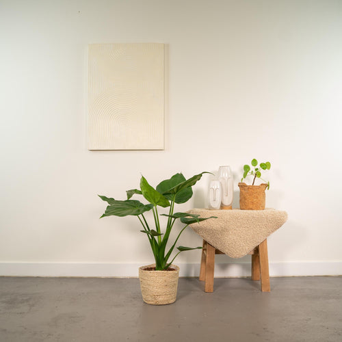 Alocasia Cucullata – Pfeilblatt – Zimmerpflanze – Ø19cm – ↕65cm – inkl. Naturkorb – Elefantenohr – Luftreinigend – Tropisches Flair – Plant