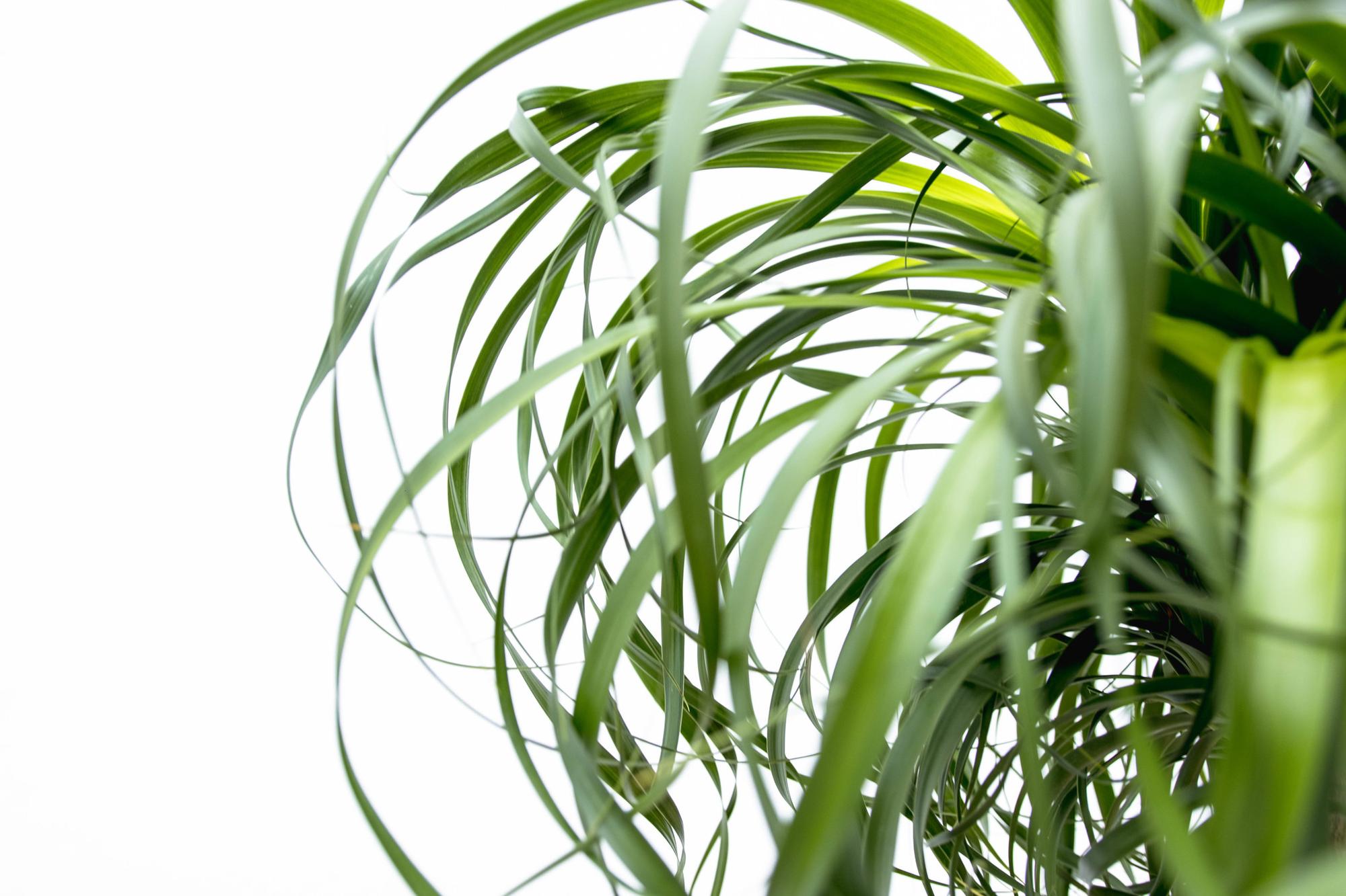 Beaucarnea XXL – ca.180-200cm Zimmerpflanze – Elefantenfuß mit markantem Stamm – Exklusive Großpflanze für Wohnzimmer Büro & Empfangsbereiche