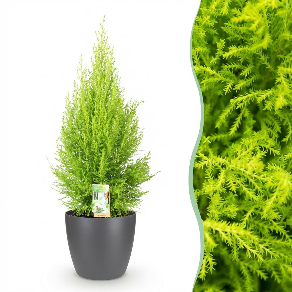Cupressus Gold Crest Wilma Zimmerpflanze Mit Grauem Topf Ø21cm Höhe ca.85-95cm Zimmerkonifere Pflegeleicht Grünpflanze für Zimmer & Büro & Innenraum